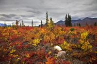 Autumnal Colors